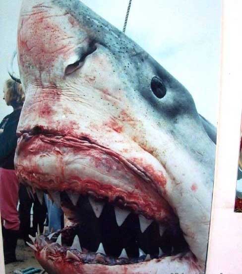 Uma besta aterradora, imagens de um tubarão monstruoso capturado
